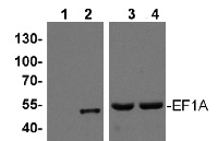 EF1A | Elongation factor 1-alpha / EF-1-alpha in the group Antibodies Plant/Algal / DNA/RNA/Cell Cycle / Translation at Agrisera AB (Antibodies for research) (AS11 1633)